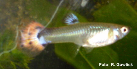 Ein einzelnes Guppyweibchen